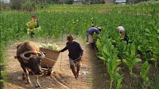 How To Harvest Tobacco  Manual Harvesting of Tobacco in the Philippines [upl. by Hnahym124]