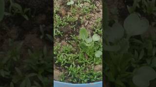 how to grow radish and Dhaniya home khashvlog khetibadi agriculture radish [upl. by Ahtram]