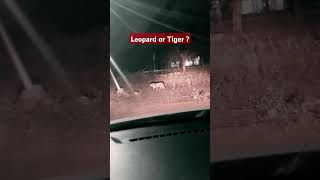 leopard tiger leopardvideo ordnancefactorychanda chanda nightsafari [upl. by Nylsor989]