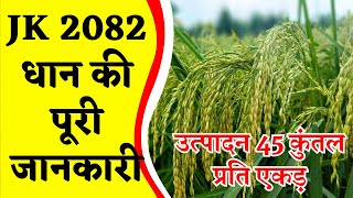 JK 2082 धान की पूरी जानकारी उत्पादन 45 कुंतल प्रति एकड़  dhan ki top variety 2024  jk 2082 dhan [upl. by Naliorf]