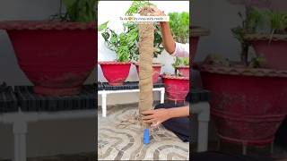 Diy moss stick🌿 plantsgardeningytshorts [upl. by Orbadiah]