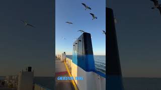 Family trip to Galveston Toddler enjoyed the most ♥️😍beach travelvlog yt ytshorts viralvideo [upl. by Mycah727]