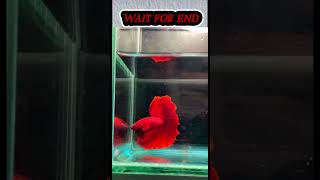 GOLD FISH 🐟gold funny trending viralvideo viralshort goldfish india viralvideo [upl. by Mail]