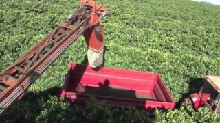 EFICO TRADE BRAZIL  PICKING METHODS  MACHINES [upl. by Eelanej]