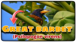 Great barbet Psilopogon virens in Nepal [upl. by Nodnahs]