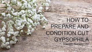 How to Care for Gypsophila  Wholesale Flowers and Academy  Triangle Nursery [upl. by Hsirap547]