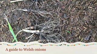 Welsh onion growing guide [upl. by Sicard136]