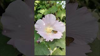 Color changeing flowers ll স্থল পদ্ম 🌸💮 garden shorts flowers [upl. by Warrick]