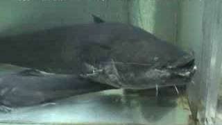 「ヨーロッパオオナマズ（Wels catfish）」学名：Silurus glanis [upl. by Chew]