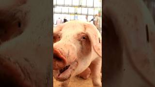 Pig Sounds In pig farm [upl. by Devina]