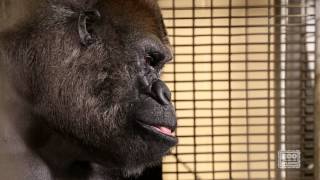 Watch Ozzie the Gorilla Interact on a Touchscreen Computer [upl. by Nadabb]