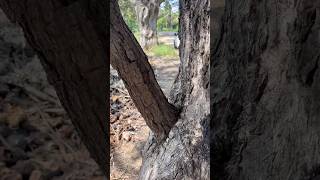 தடுப்பூசி மரம்ஆ🌳 Inosculation Trees  நாவல் மரத்துல வேப்பமரம் villagelife nature kids story [upl. by Fee]