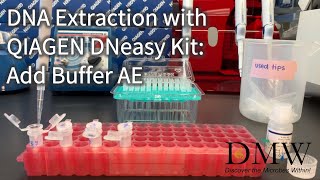 DNA Extraction with QIAGEN DNeasy Kit Add Buffer AE [upl. by Nelson]