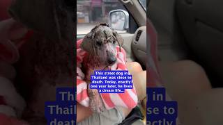 A miracle ending a year on for this street puppy [upl. by William]