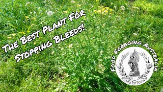 The Best Plant For Stopping Bleeding [upl. by Aninad]