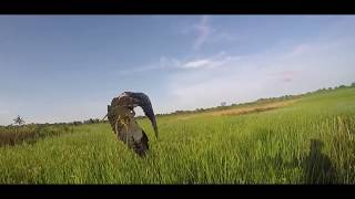 Falconry  hunting with changeable hawk eagle 2018 [upl. by Zsa]