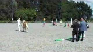 keuring haflinger stamboek [upl. by Mourant]