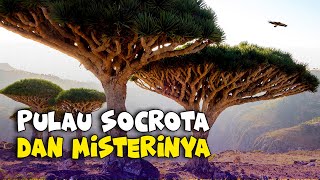 Kenapa Pulau Socotra Disebut sebagai Pulau yang Terisolasi [upl. by Emmie572]