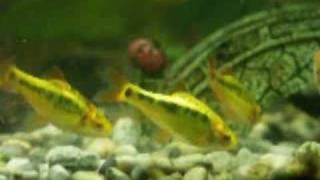 Gold Barbs  Puntius sachsii [upl. by Hafler645]