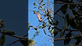 A female house finch naturelovers birds nature birdwatching birding [upl. by Marrilee]