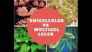 Unicellular vs Multicellular [upl. by Janifer74]