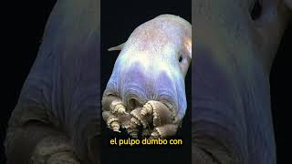 5 ANIMALES EXTRAÑOS ENCONTRADOS EN EL FONDO DEL MAR [upl. by Eed]