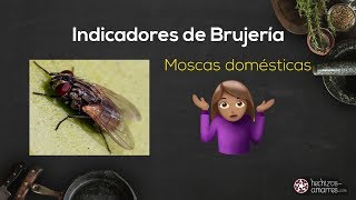 🔮🐝 Insectos ¿Señales de Brujería en la Casa Moscas Chinches y otras Plagas [upl. by Arabrab]