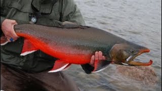 Facts The Arctic Char [upl. by Moon]