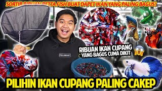 SORTIR IKAN CUPANG PREMIUM DARI RIBUAN BETTAFISH YANG ADA BAGUSBAGUS BANGET FISHKINIAN STORE [upl. by Annoj845]