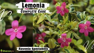 Lemonia Complete Care Ravenia Spectabilis  Pot Soilmix Sunlight Water Fertilizer and Bugs [upl. by Meneau822]