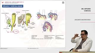 Embriología Desarrollo del sistema digestivo Hígado y vesícula biliar [upl. by Koressa631]