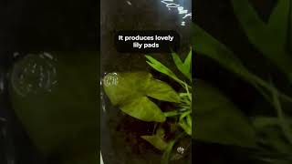 An Easy Red Aquarium Plant For Beginners [upl. by Nohtanhoj337]