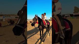 Horse video 🐎  horse horses ghoda cutebaby ytshorts viral trending shortsfeed ytvideo [upl. by Arais]