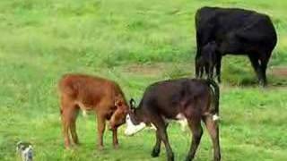 Spring Calves Cavorting [upl. by Melany]