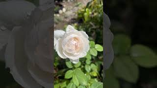 A rose in my garden  September 2024 [upl. by Nohsad]