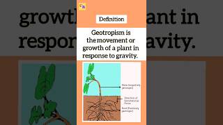 Geotropism  Gravitropism class10biology cbseclass10science2024 shorts geotropism [upl. by Drofnas]