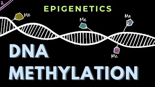 Mechanism of repression by DNA methylation  Part 2  Epigenetics  GATECSIRNET [upl. by Sanborn]