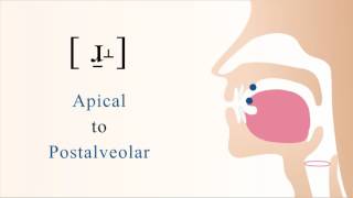 ɹ̠˔  voiced apical postalveolar non sibilant fricative [upl. by Charmain741]