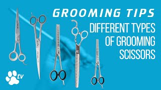 Grooming Tips the different types of grooming scissors  TRANSGROOM [upl. by Arndt]