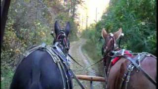 Mule Team Wagon Ride  Eastern Tennessee [upl. by Eirahs324]