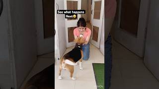 When u meet him after 3days🥲shorts explore beagle video viralshort [upl. by Eceirahs]