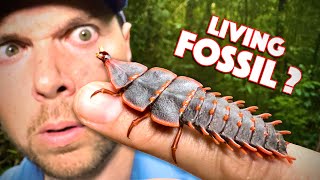 I Found a Living FOSSIL Trilobite Beetle [upl. by Jasik365]