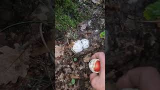 Amanita caesarea Quercia 2 [upl. by Ierdna]