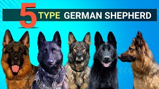 Different Types Of German ShepherdsWhich Is Right For You​⁠PetCodegermanshepherd [upl. by Kingsley]