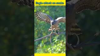 Snake vs eagle 🦅 animals wildanimals shortsviral [upl. by Deden]