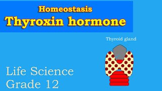 Homeostasis Thyroxin hormone level  Endocrine System and Homeostasis  Life sciences [upl. by Joanna]