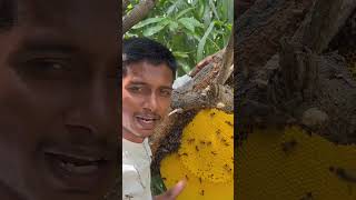 🤯🥵 honey men rj ☠️ madhumakhi bee honey honeybee beehive viral funny beelover beekeepers [upl. by Perkoff]