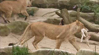 Int LION day  Feeding the lions  Zoo Antwerpen B  Zoovenirs 71 [upl. by Fitzgerald799]