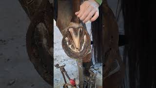 hoof farrier hooftrimming horse [upl. by Henson]