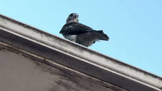 Red tail hawk stopping by [upl. by Catha]